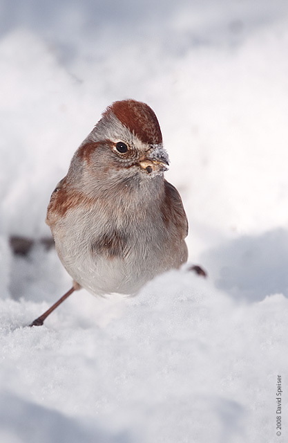 American Tree Sparrow