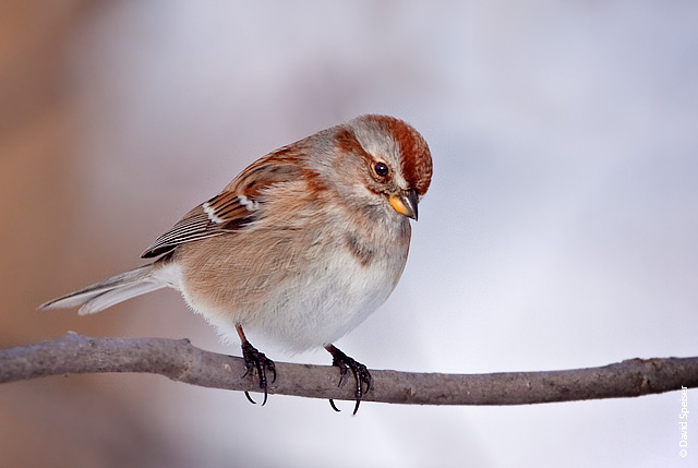 tree sparrow 2.jpg