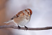 tree sparrow 2.jpg