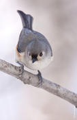 Tufted Titmouse