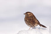 White-throated Sparrow