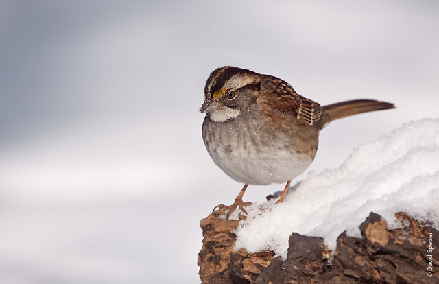 white-throated sparrow 2.jpg