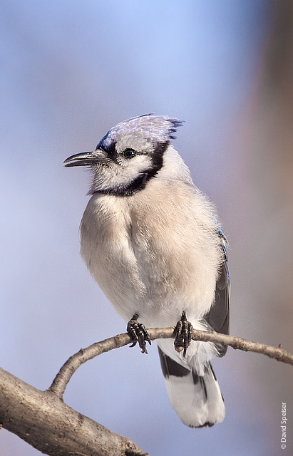 Blue Jay