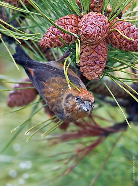 Red Crossbill