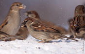 House Sparrows