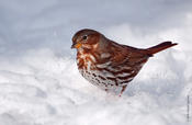 Fox Sparrow