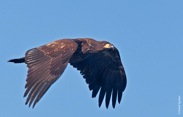 bald eagle 1a.jpg