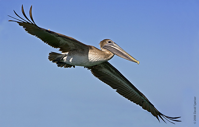 Brown Pelican