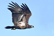 bald eagle 3.jpg