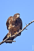 Bald Eagle (immature)