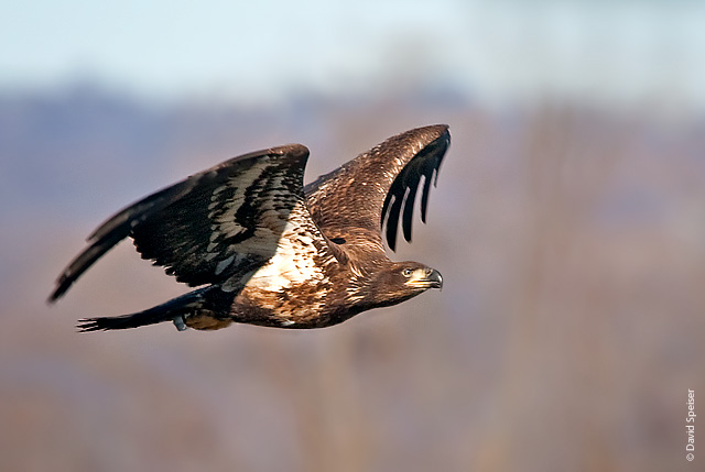 bald eagle 6.jpg