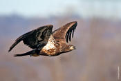 bald eagle 6.jpg