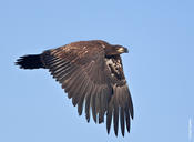 Bald Eagle (immature)