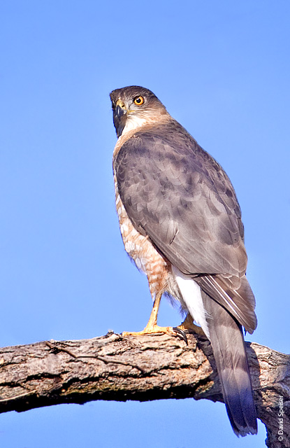 Cooper's Hawk