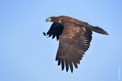 Bald Eagle (immature)
