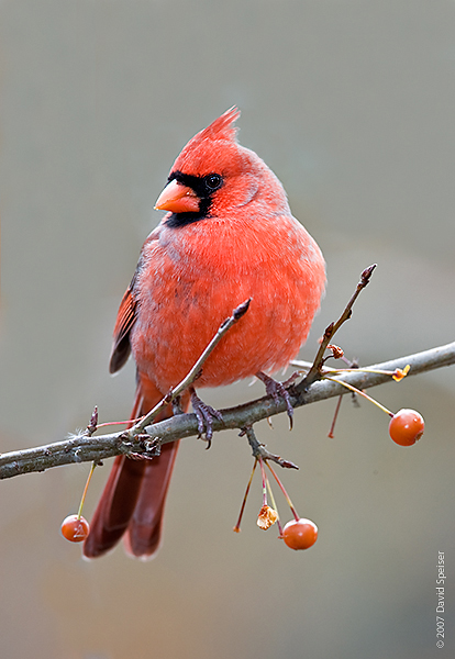 Northern Cardinal