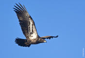 Bald Eagle (immature)