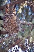 Great-horned Owl