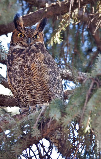 great horned owl 2.jpg