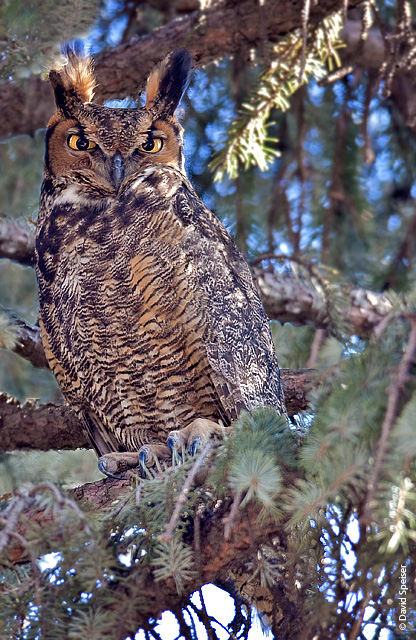 Great-horned Owl