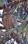 Great Horned Owl