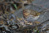 Swainson's Thrush