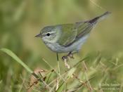 Tennessee Warbler