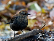 Rusty Blackbird