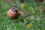 American Robin