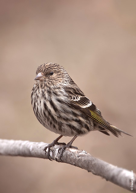 pine siskin 1a.jpg