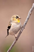 American Goldfinch