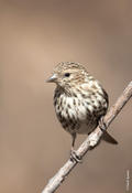 Pine Siskin