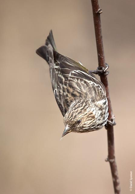 pine siskin 2.jpg