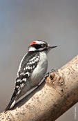 downy woodpecker 1.jpg