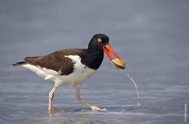 american oystercatcher 1a.jpg