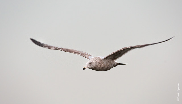 herring gull 3.jpg