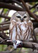 Northern Saw-whet Owl