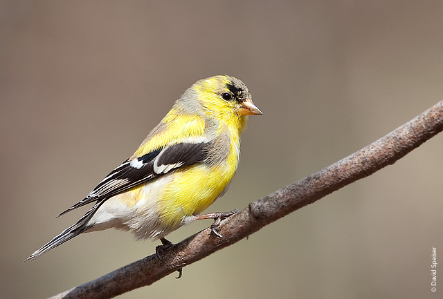 American Goldfinch