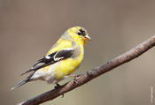 American Goldfinch