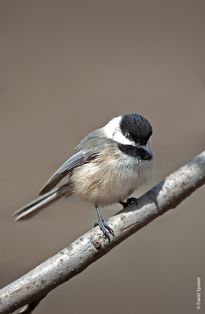 Black-capped Chickadee