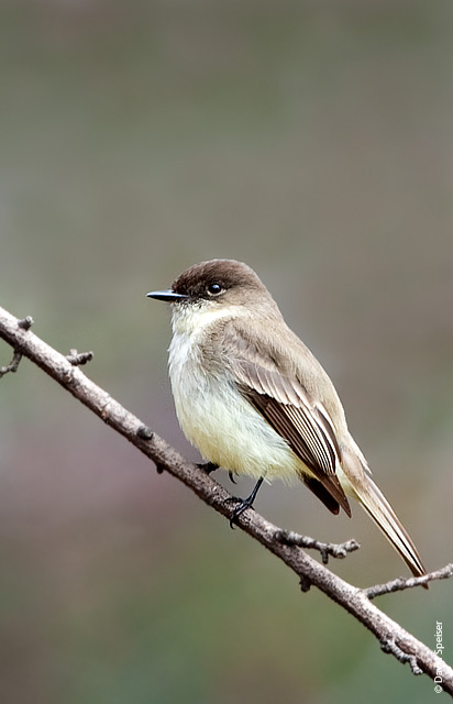 Eastern Phoebe