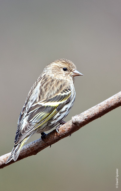 Pine Siskin