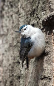 White-breasted Nuthatch