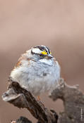 White-throated Sparrow