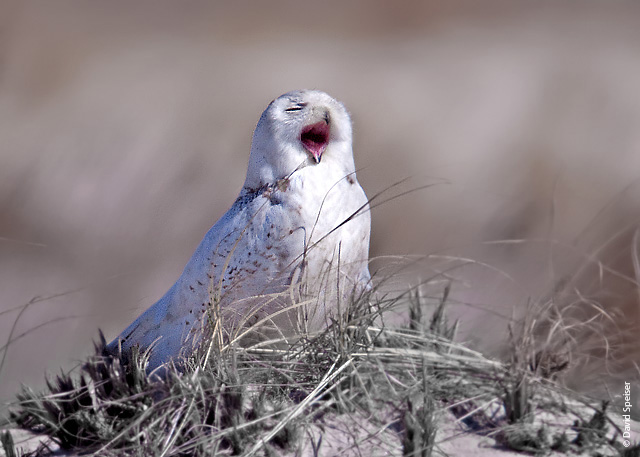 Snowy Owl