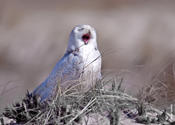 Snowy Owl