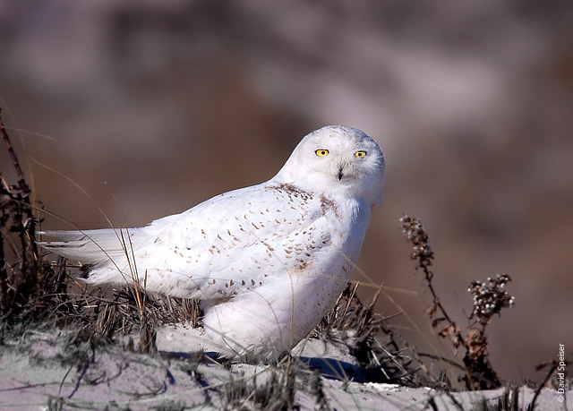 Snowy Owl