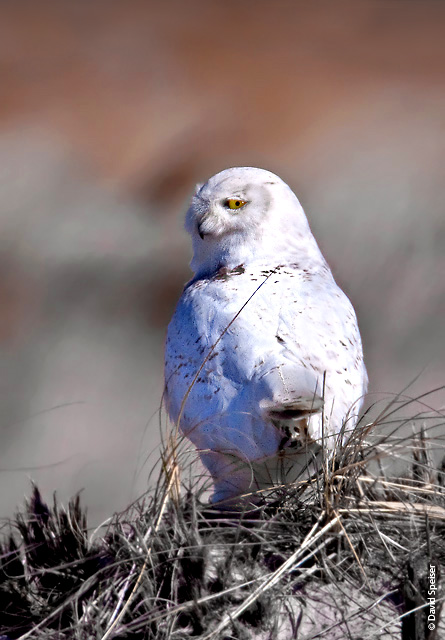 Snowy Owl