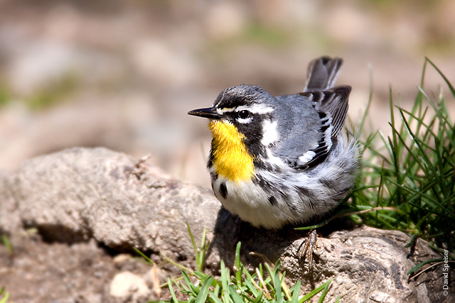 Yellow-throated Warbler