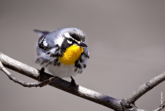 Yellow-throated Warbler